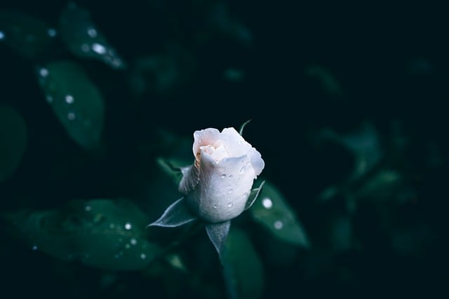 Free Rose Flower photo and picture