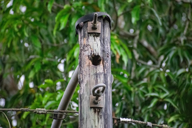Free Light Pole Woodpecker photo and picture