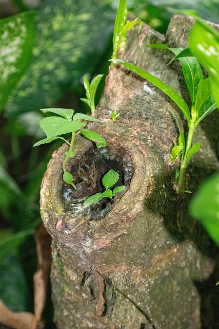 Free Nature Tree photo and picture