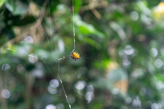Free Spider Nature photo and picture