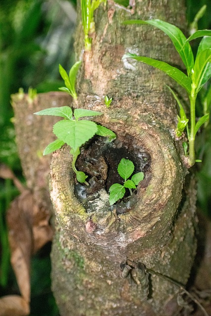 Free Tree Trunk Life photo and picture