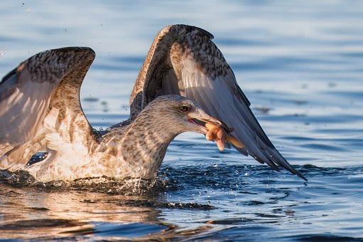 Free Gull Starfish photo and picture