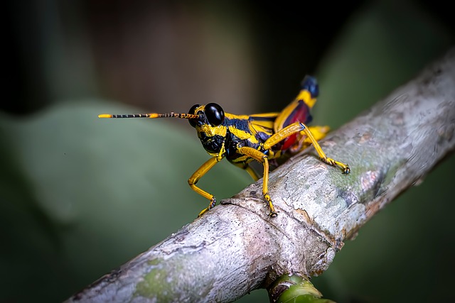 Free Grasshopper Insect photo and picture
