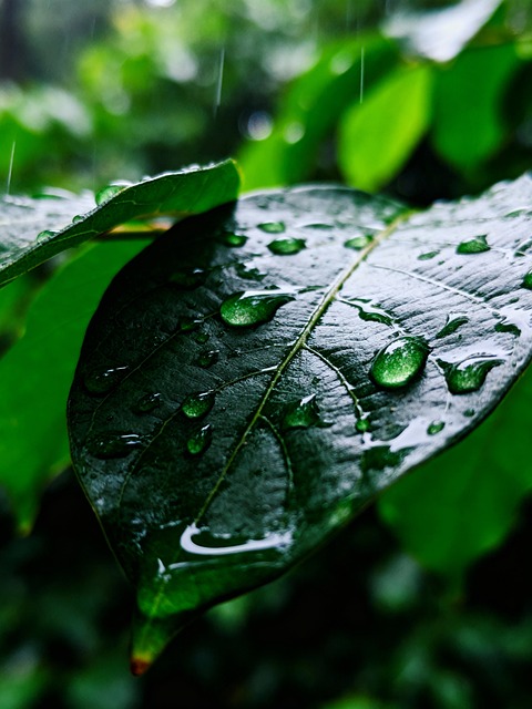 Free Raindrops Green Leaf illustration and picture