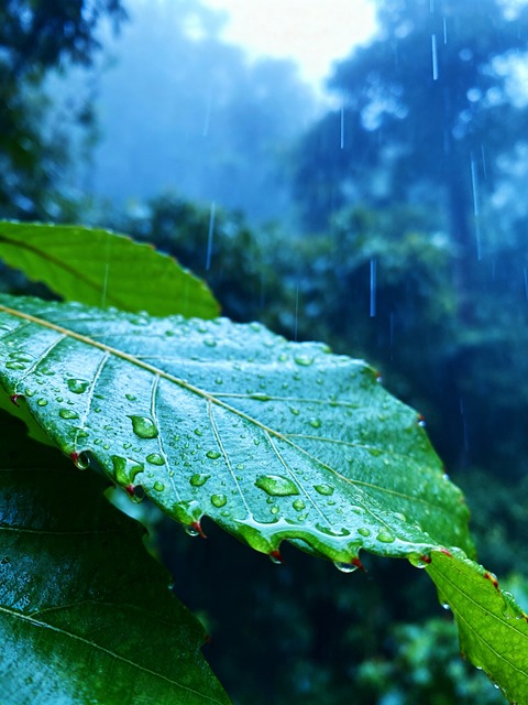 Free Raindrops Green Leaf illustration and picture