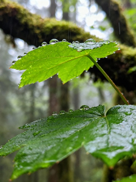 Free Raindrops Green Leaves illustration and picture