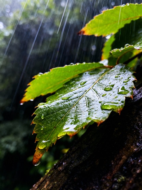Free Raindrops Green Leaf illustration and picture
