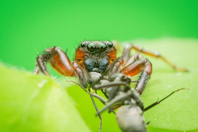 Free Animal Wildlife photo and picture
