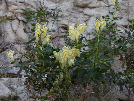 Free Flower Snapdragon photo and picture