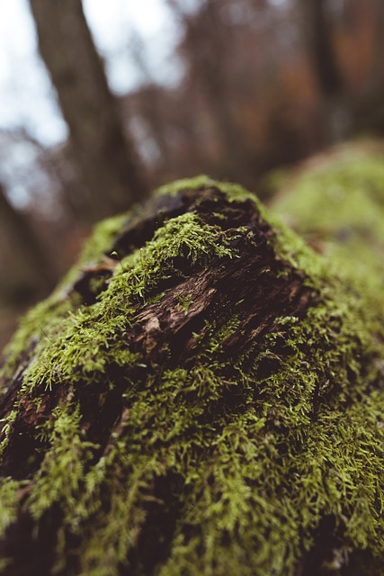 Free Moss Nature photo and picture