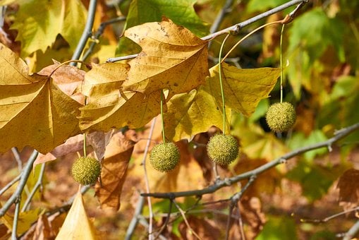 Free Autumn Trees photo and picture