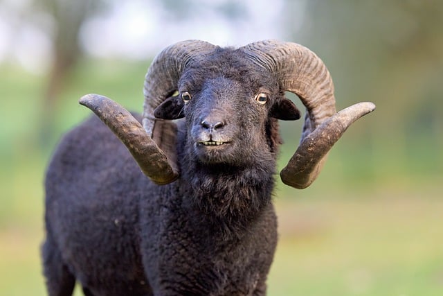 Vædder, Får, Dyr, Pattedyr, Sort, Horn