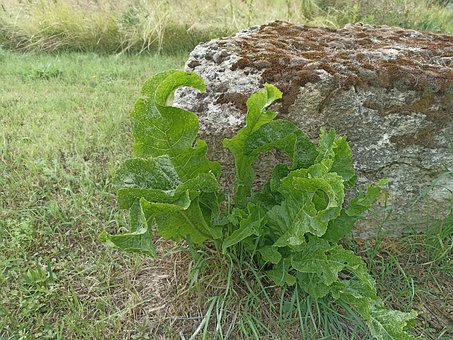 Free Horseradish Radish photo and picture