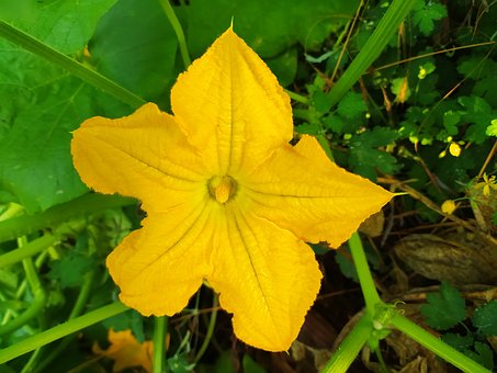 Free Pumpkin Blossom photo and picture