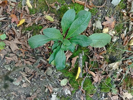 Free Wild Herbs Nature photo and picture