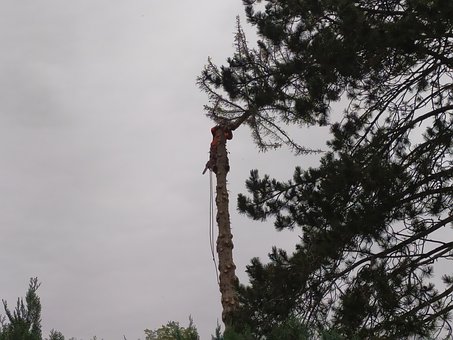 Free Tree Felling Ill photo and picture