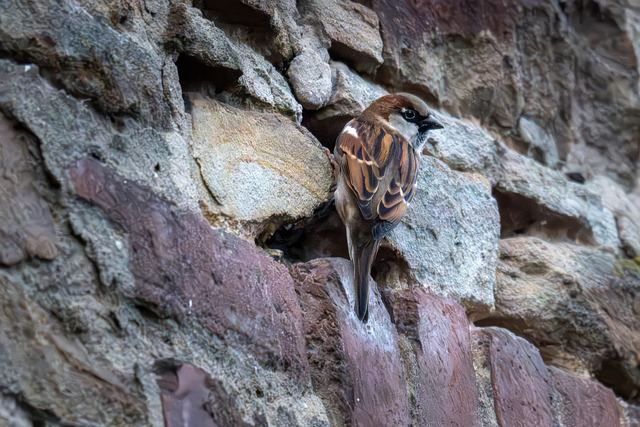 Free Tree Sparrow Passer Montanus photo and picture