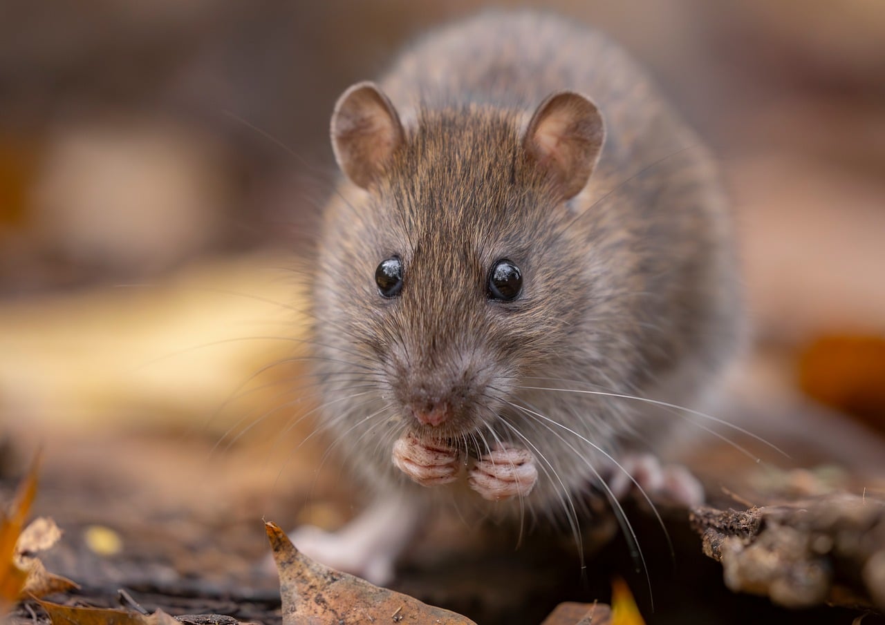 Rato Selvagem Marrom - Foto gratuita no Pixabay
