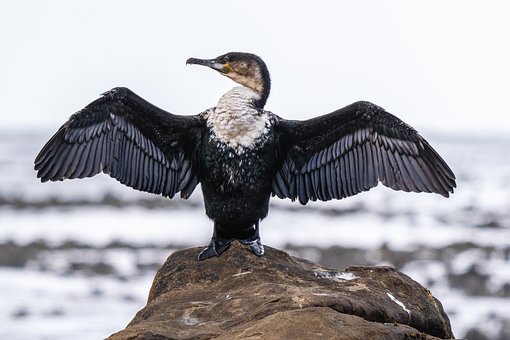 Free Cormorant Bird photo and picture