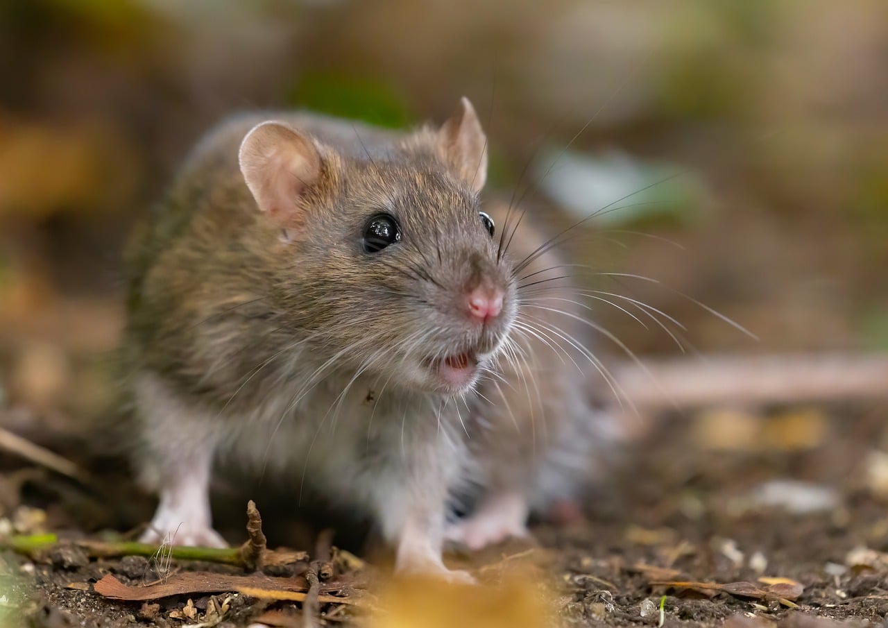 Rat Wild Brown Rattus - Free photo on Pixabay
