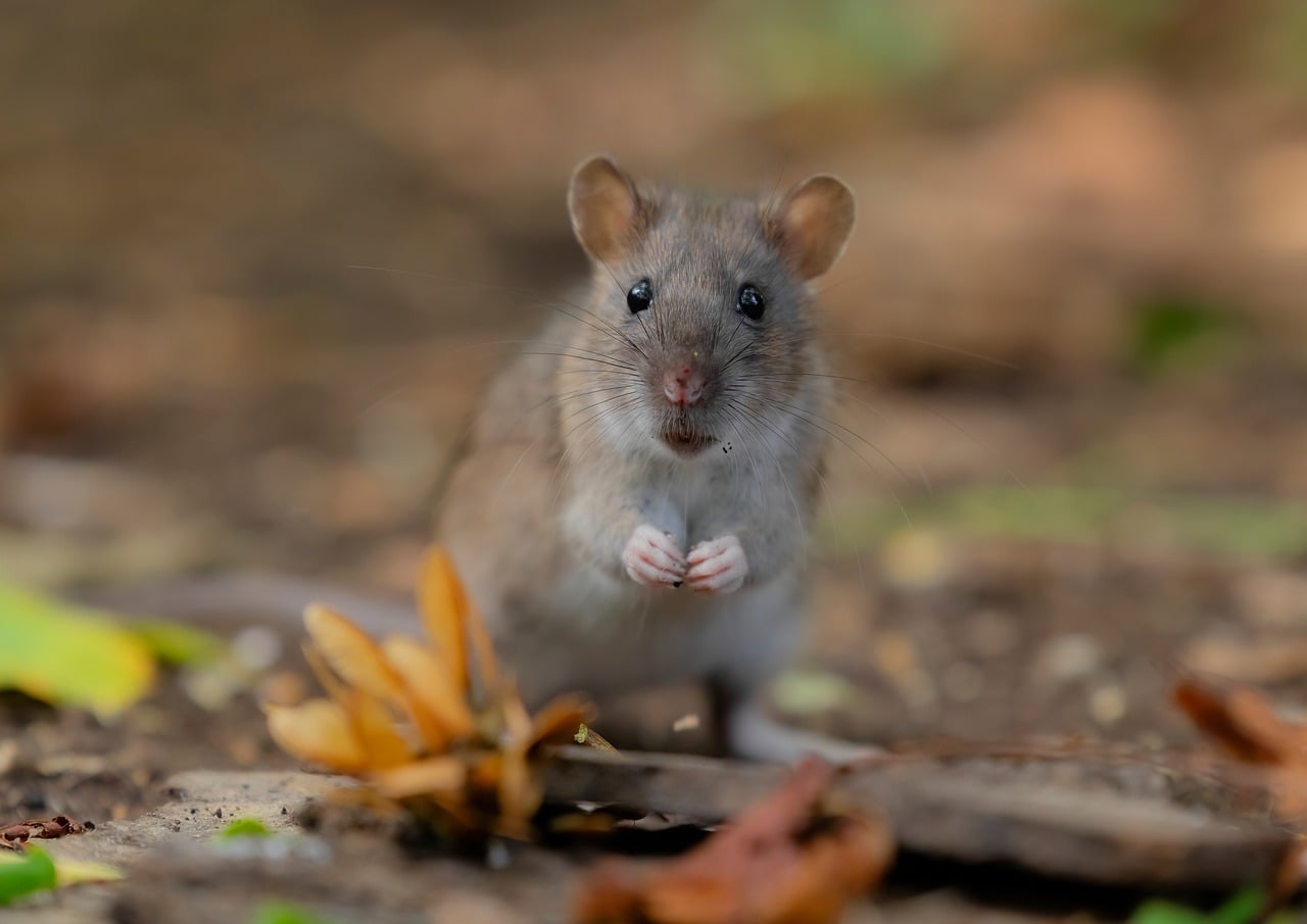 Rat Sauvage Brun Rattus - Photo gratuite sur Pixabay