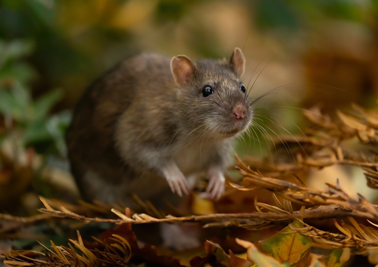 Rat Wild Brown Rattus - Free photo on Pixabay