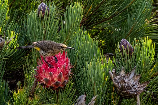 Free Capony Bird Honeybird photo and picture