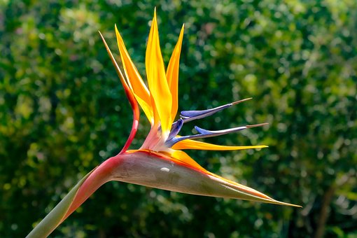 Free Strelizie Blossom photo and picture
