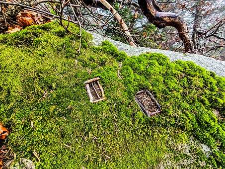 Free Moss Nature photo and picture