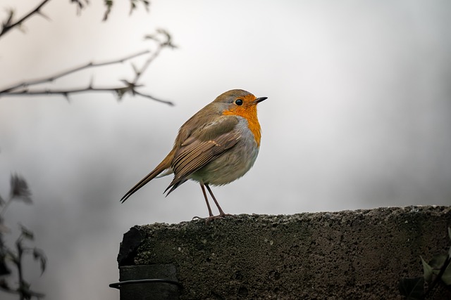 Free Robin European Robin photo and picture
