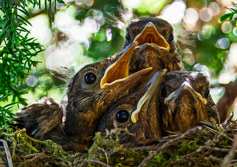 Free Blackbird Chick Chick photo and picture
