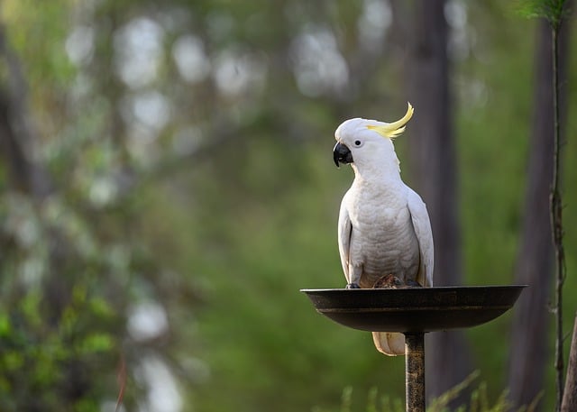 sulphur-crested cockatoo, cockatoo, bird, animal, feathers, plumage, wildlife, nature, beak, avian, bill, bird watching, birdbath, ornithology, wild, australia