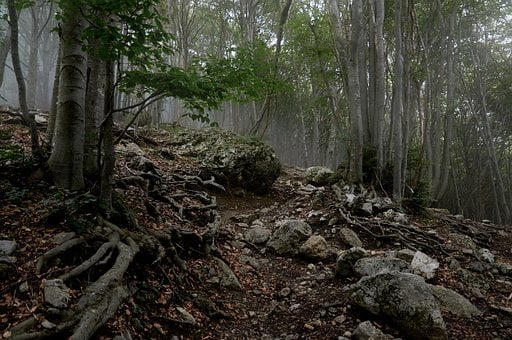 Free Forest Trees photo and picture