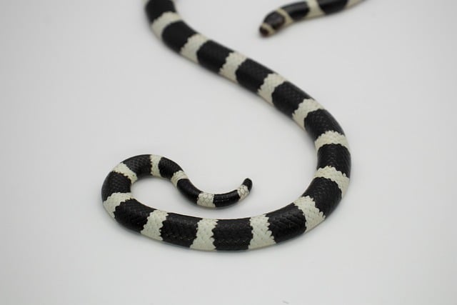 Free Bandy-Bandy Snake photo and picture