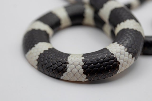 Free Bandy-Bandy Snake photo and picture