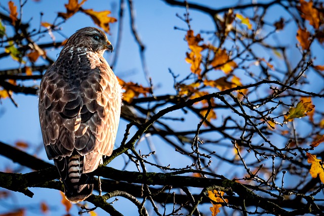 Free Europe Bird Of Prey photo and picture