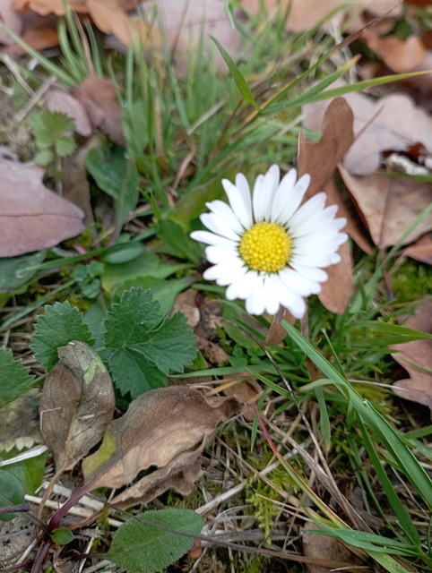 Príroda, Flóra, Flor