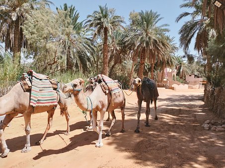 Free Tunisia Algeria photo and picture