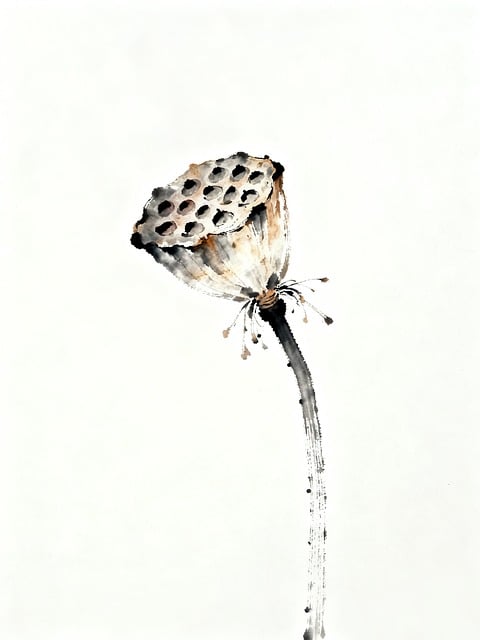 Free Lotus Pod illustration and picture