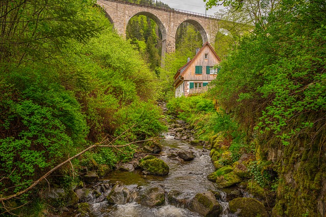 Free Black Forest Nature photo and picture