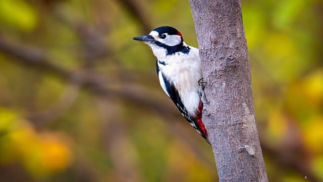 Free Great Spotted Woodpecker Woodpecker photo and picture