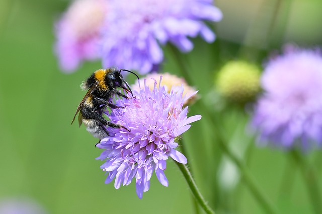 Bursion Insect Bourdon Insect Pollination - Free photo on Pixabay
