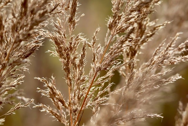 Free Grasses Laptop Wallpaper photo and picture