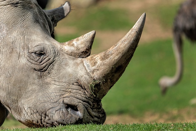 rhinoceros, animal, wild, savannah, nature, african, conservation, endangered, horn, mammal, ecotourism, wildlife protection, large mammal, white, awareness, ancestor, close-up, nostril, grass, large