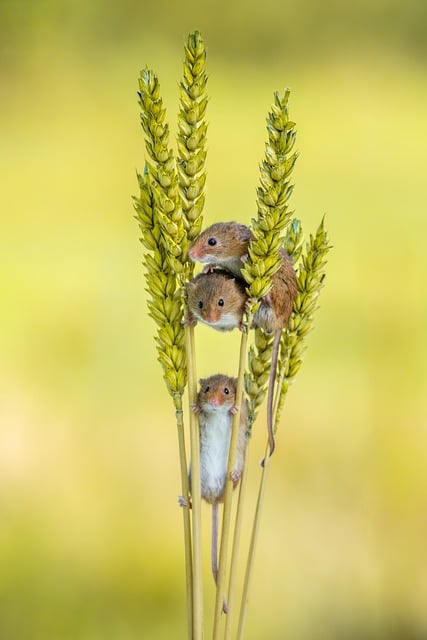 Download free HD stock image of Nature Wildlife Free nature wildlife mammal illustration