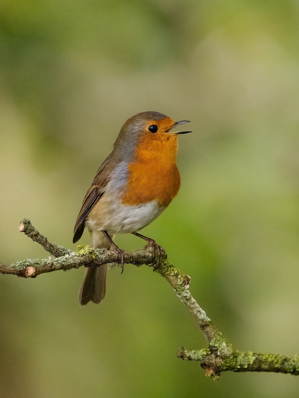Oiseau Nature Faune Photo Gratuite Sur Pixabay Oiseau Nature Faune Photo Gratuite Sur Pixabay