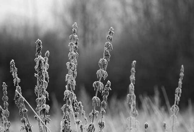 Free Winter Snow photo and picture