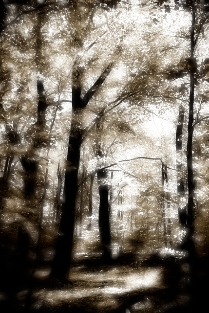 Floresta, Natureza, Arvores