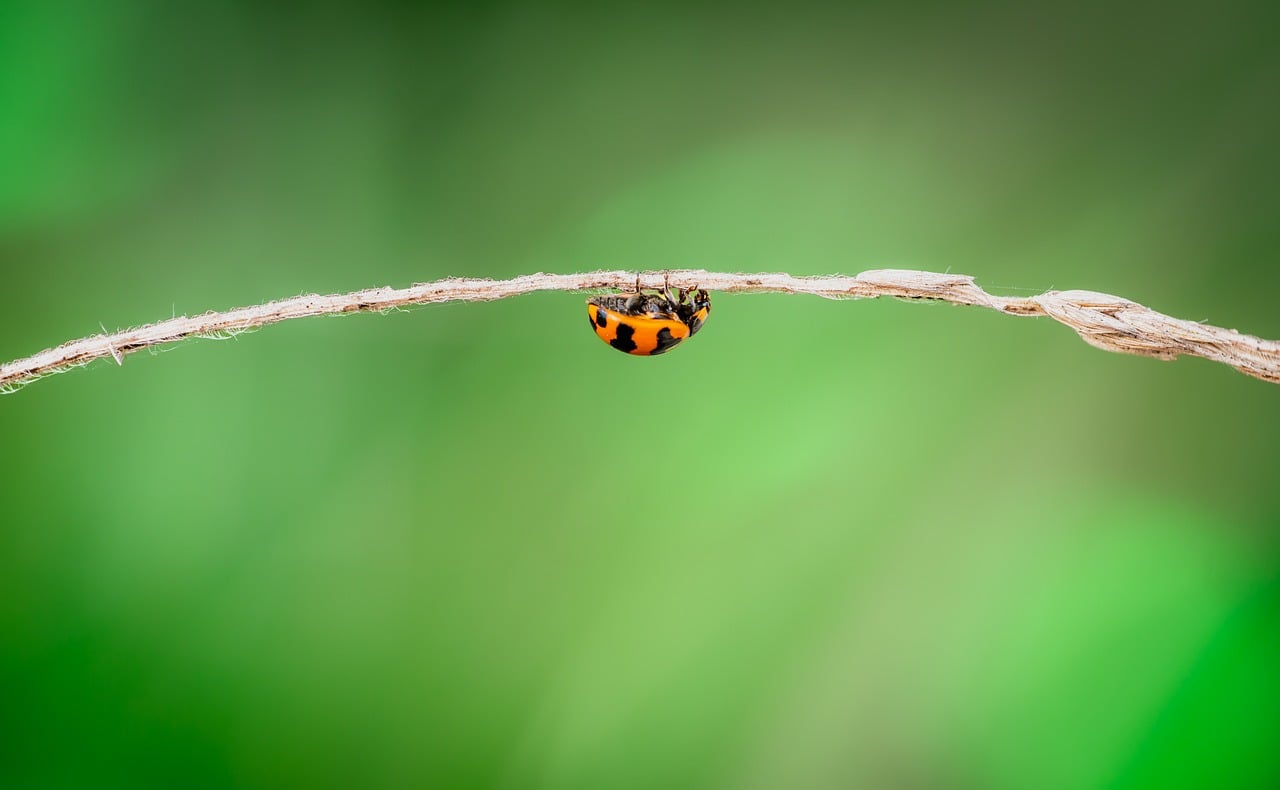 Ladybug - free online jigsaw puzzle photo