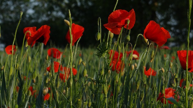 Free Poppy Red Flowers photo and picture